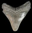 Serrated, Fossil Megalodon Tooth - South Carolina #51083-2